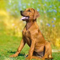 Cane Testimonial Reico 13